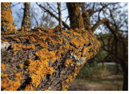 نمو الأشنات على جذور الأشجار نمو الأشنات على جذور الأشجار